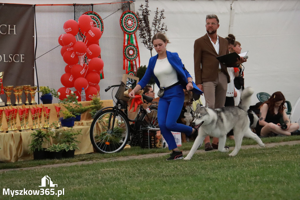 Fotorelacja - Wystawa Psów Rasowych GNIAZDÓW 2024r. NIEDZIELA II