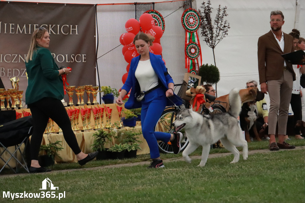 Fotorelacja - Wystawa Psów Rasowych GNIAZDÓW 2024r. NIEDZIELA II