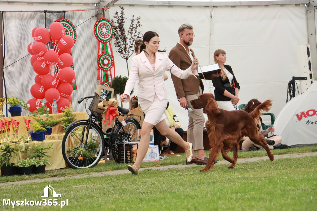 Fotorelacja - Wystawa Psów Rasowych GNIAZDÓW 2024r. NIEDZIELA II