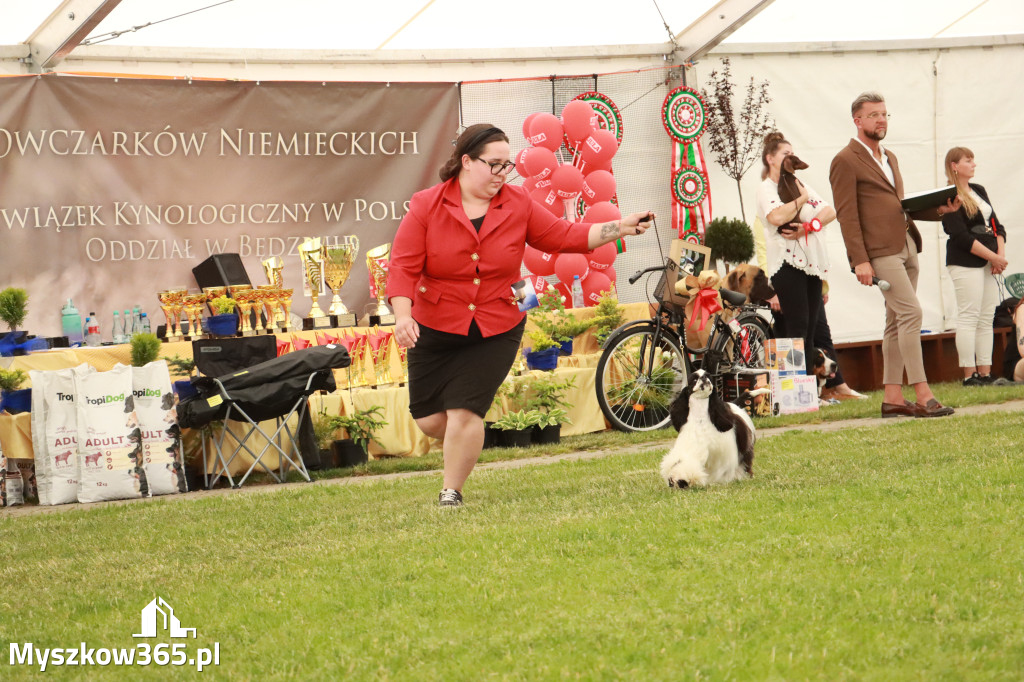 Fotorelacja - Wystawa Psów Rasowych GNIAZDÓW 2024r. NIEDZIELA II