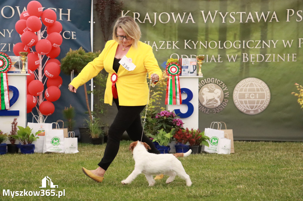 Fotorelacja - Wystawa Psów Rasowych GNIAZDÓW 2024r. NIEDZIELA II