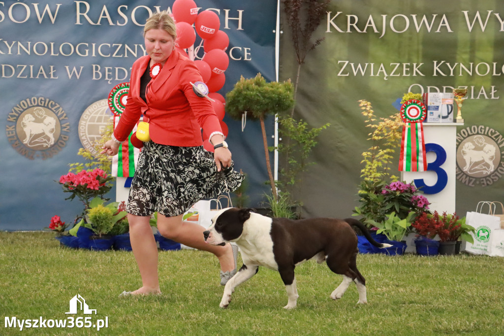 Fotorelacja - Wystawa Psów Rasowych GNIAZDÓW 2024r. NIEDZIELA II