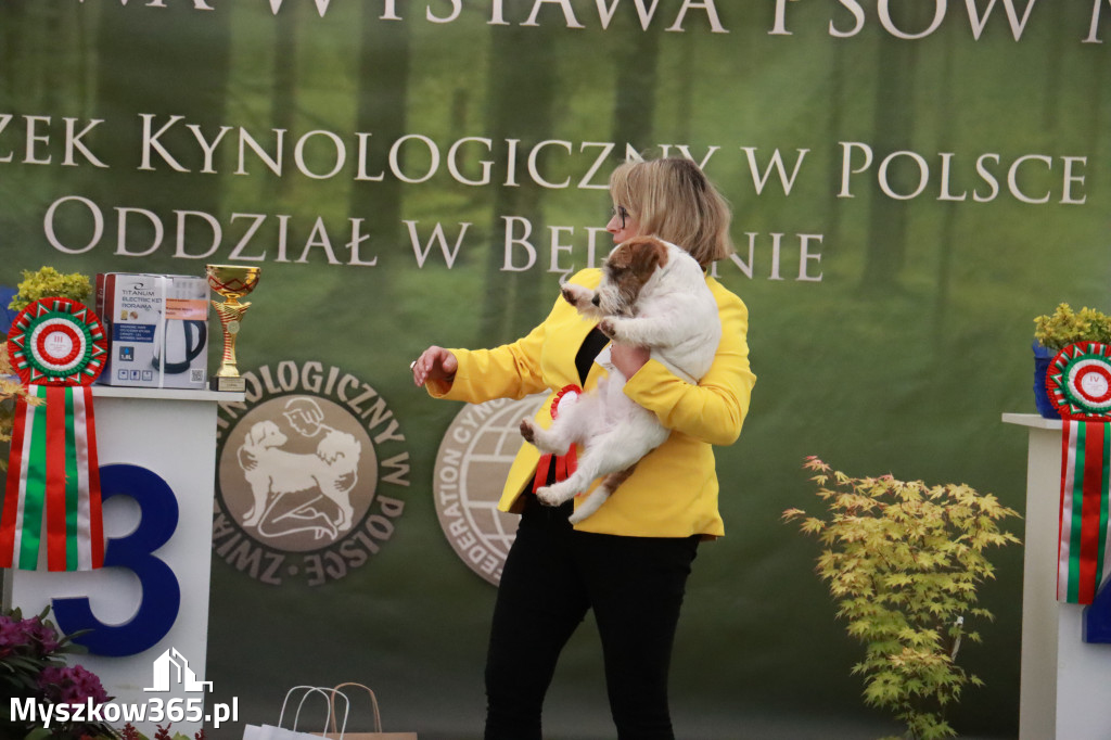 Fotorelacja - Wystawa Psów Rasowych GNIAZDÓW 2024r. NIEDZIELA II