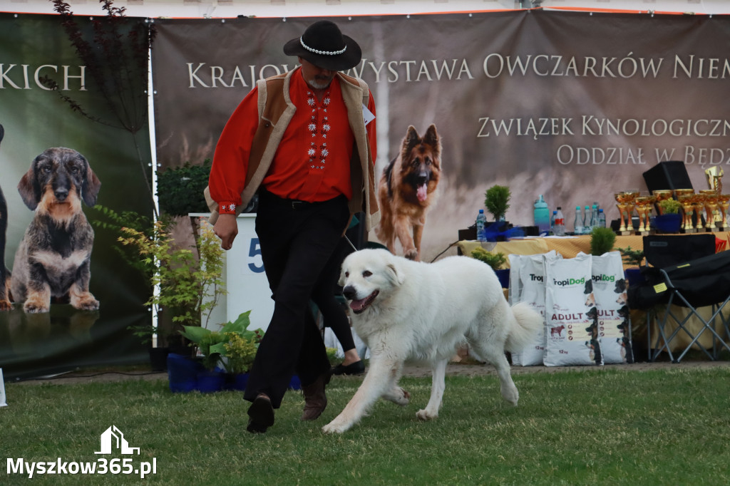 Fotorelacja - Wystawa Psów Rasowych GNIAZDÓW 2024r. NIEDZIELA II