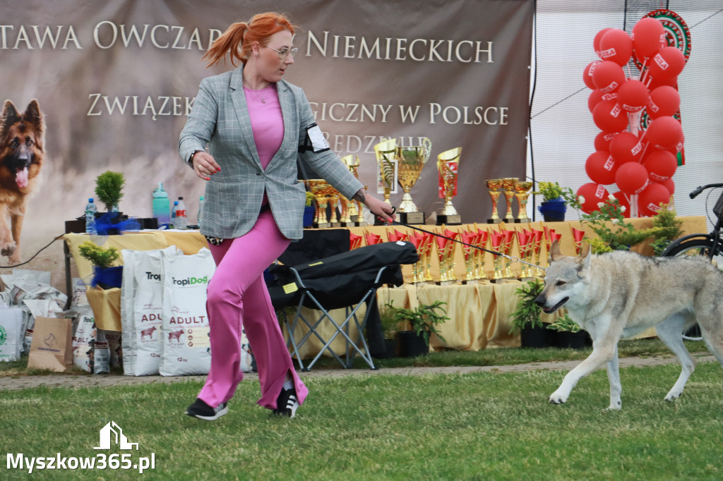 Fotorelacja - Wystawa Psów Rasowych GNIAZDÓW 2024r. NIEDZIELA II
