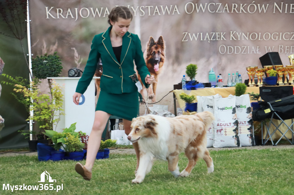 Fotorelacja - Wystawa Psów Rasowych GNIAZDÓW 2024r. NIEDZIELA II