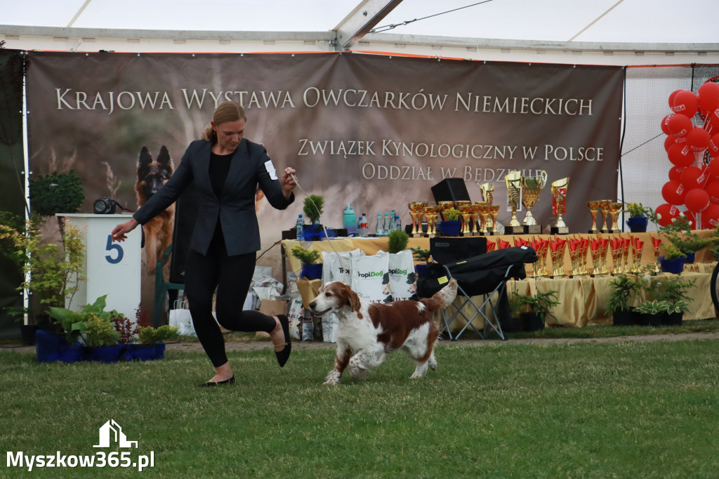 Fotorelacja - Wystawa Psów Rasowych GNIAZDÓW 2024r. NIEDZIELA II