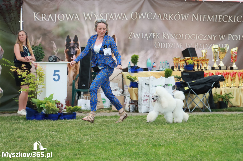 Fotorelacja - Wystawa Psów Rasowych GNIAZDÓW 2024r. NIEDZIELA II
