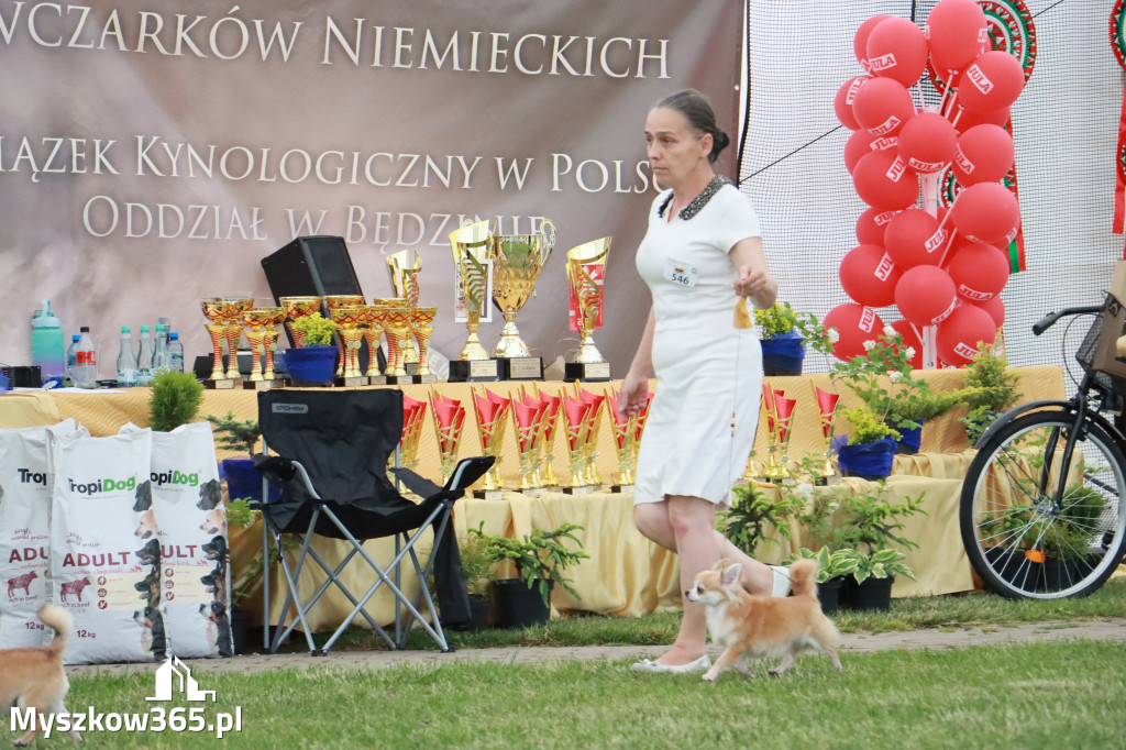 Fotorelacja - Wystawa Psów Rasowych GNIAZDÓW 2024r. NIEDZIELA II