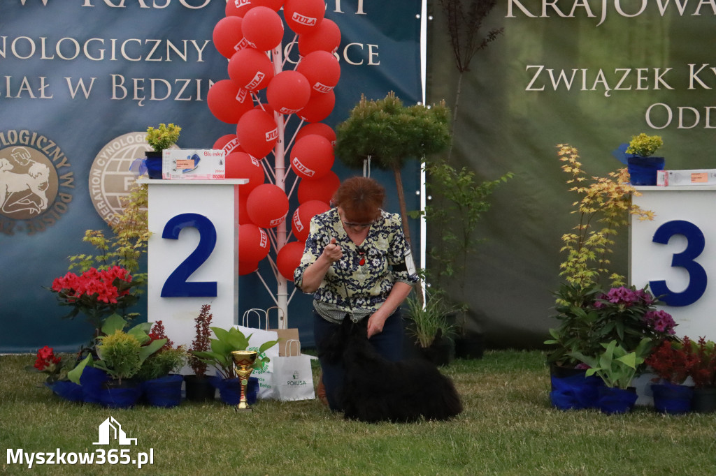 Fotorelacja - Wystawa Psów Rasowych GNIAZDÓW 2024r. NIEDZIELA II