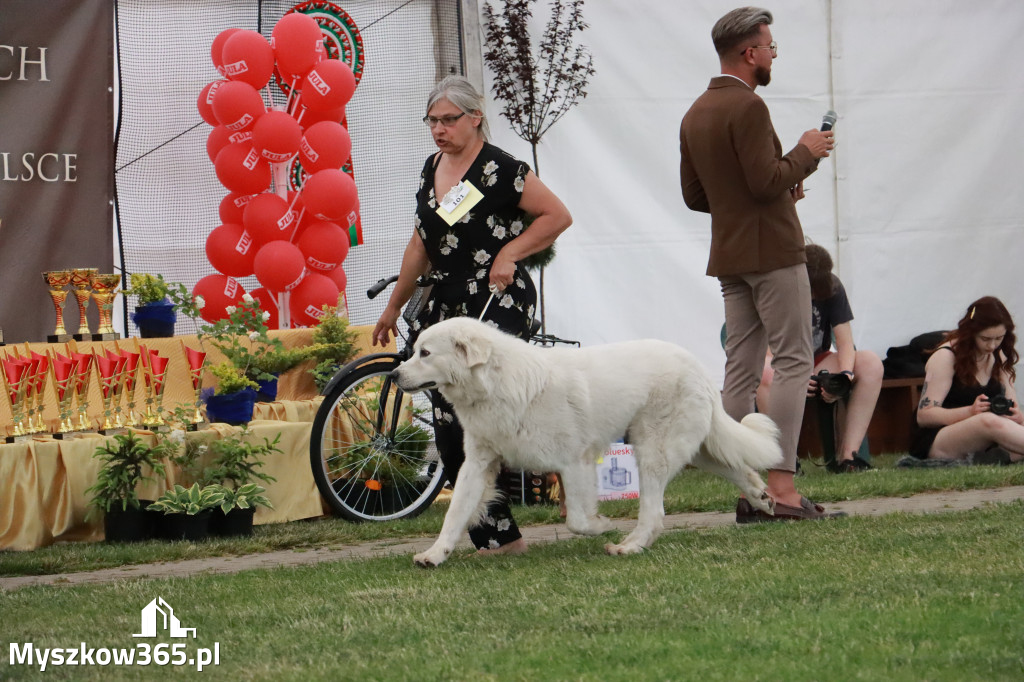 Fotorelacja - Wystawa Psów Rasowych GNIAZDÓW 2024r. NIEDZIELA II