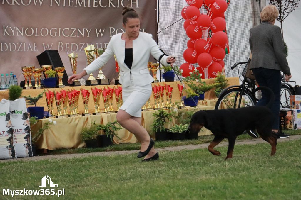 Fotorelacja - Wystawa Psów Rasowych GNIAZDÓW 2024r. NIEDZIELA II