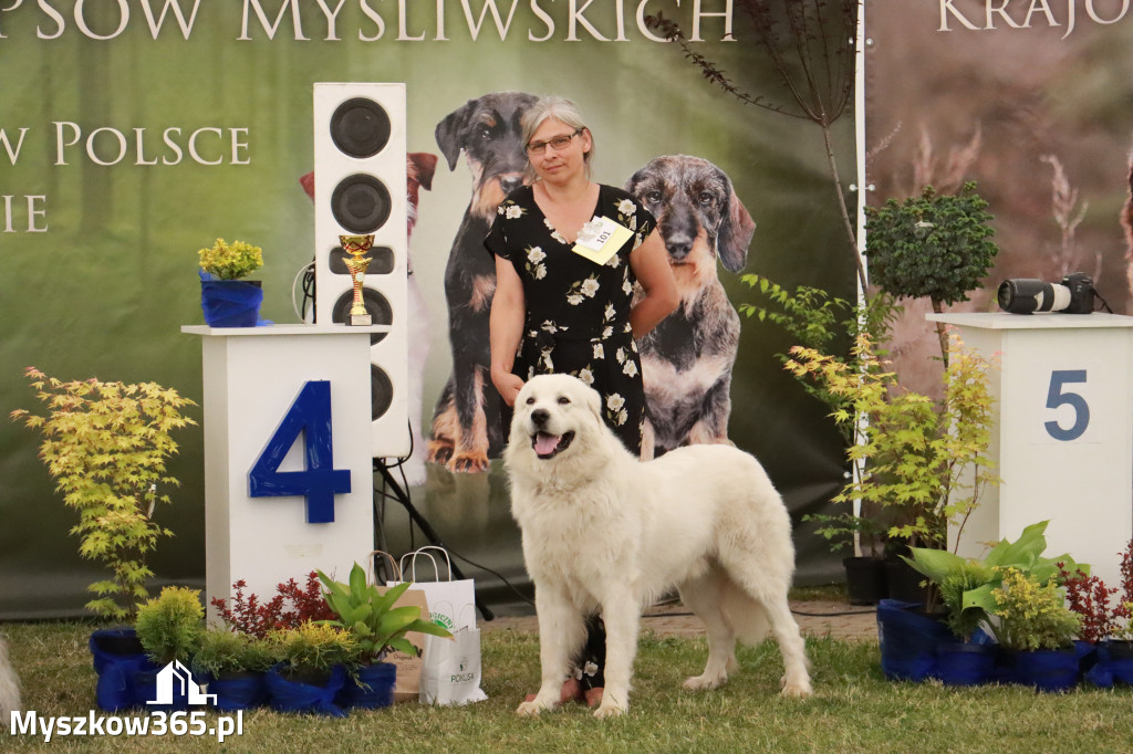 Fotorelacja - Wystawa Psów Rasowych GNIAZDÓW 2024r. NIEDZIELA II