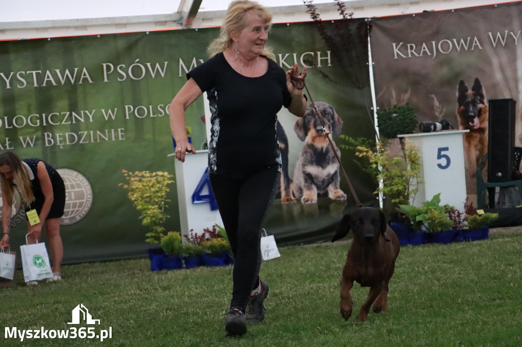 Fotorelacja - Wystawa Psów Rasowych GNIAZDÓW 2024r. NIEDZIELA II