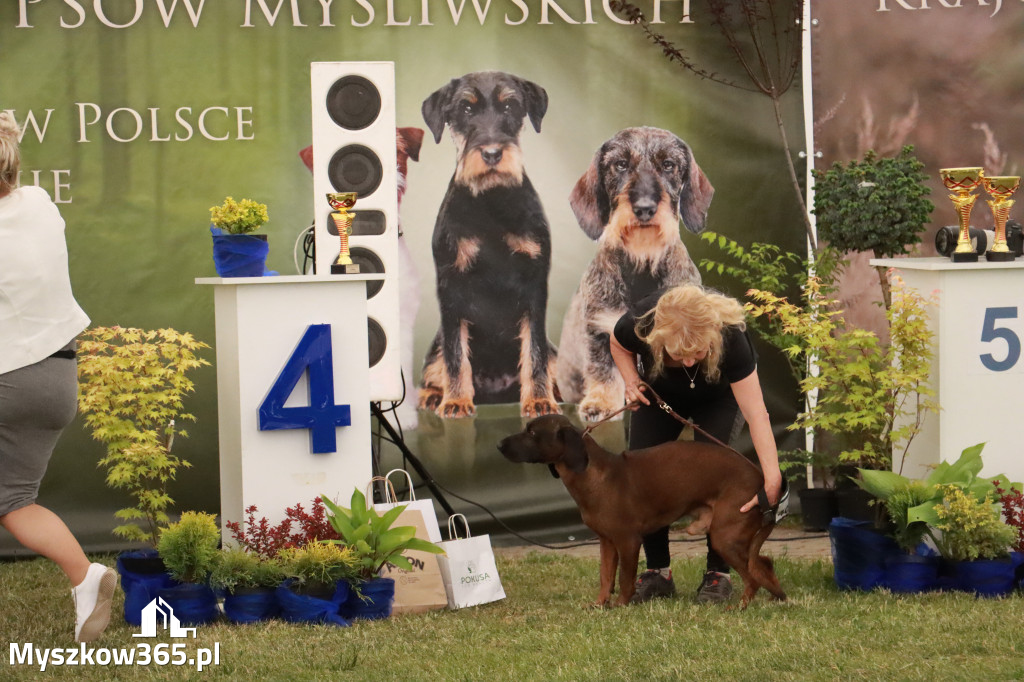 Fotorelacja - Wystawa Psów Rasowych GNIAZDÓW 2024r. NIEDZIELA II