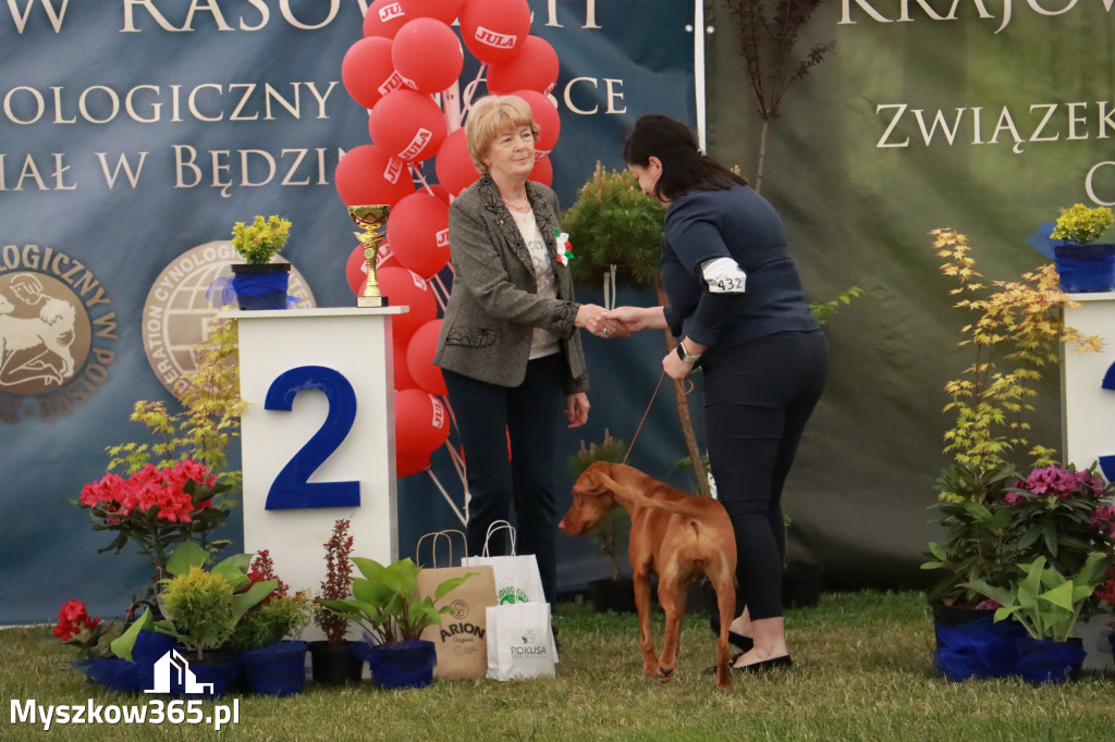 Fotorelacja - Wystawa Psów Rasowych GNIAZDÓW 2024r. NIEDZIELA II