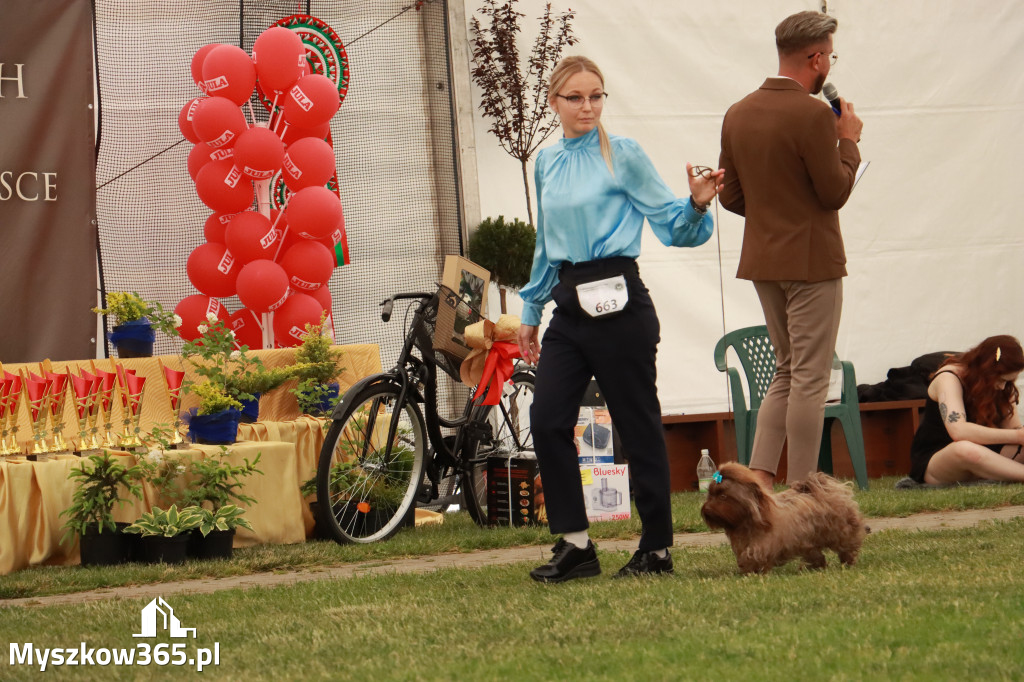 Fotorelacja - Wystawa Psów Rasowych GNIAZDÓW 2024r. NIEDZIELA II