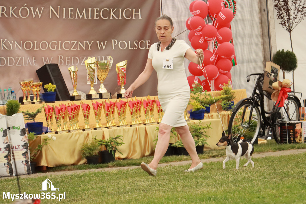 Fotorelacja - Wystawa Psów Rasowych GNIAZDÓW 2024r. NIEDZIELA II