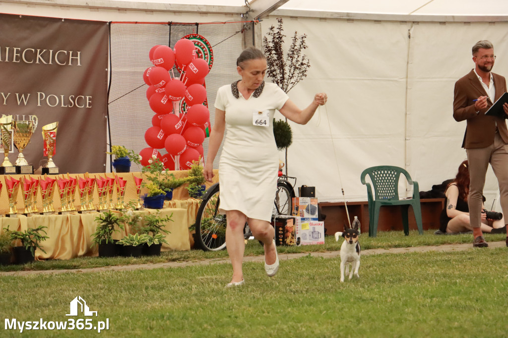 Fotorelacja - Wystawa Psów Rasowych GNIAZDÓW 2024r. NIEDZIELA II