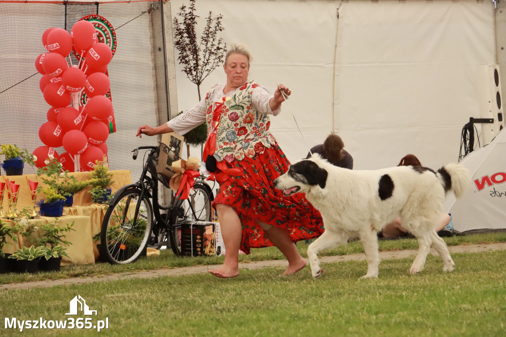 Fotorelacja - Wystawa Psów Rasowych GNIAZDÓW 2024r. NIEDZIELA II