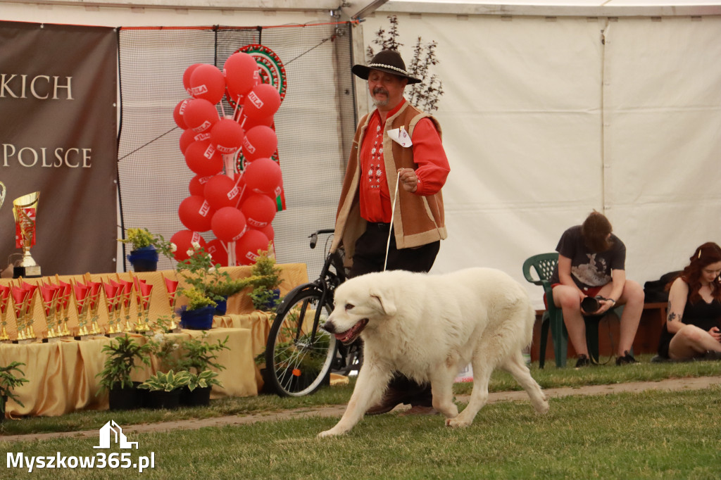 Fotorelacja - Wystawa Psów Rasowych GNIAZDÓW 2024r. NIEDZIELA II
