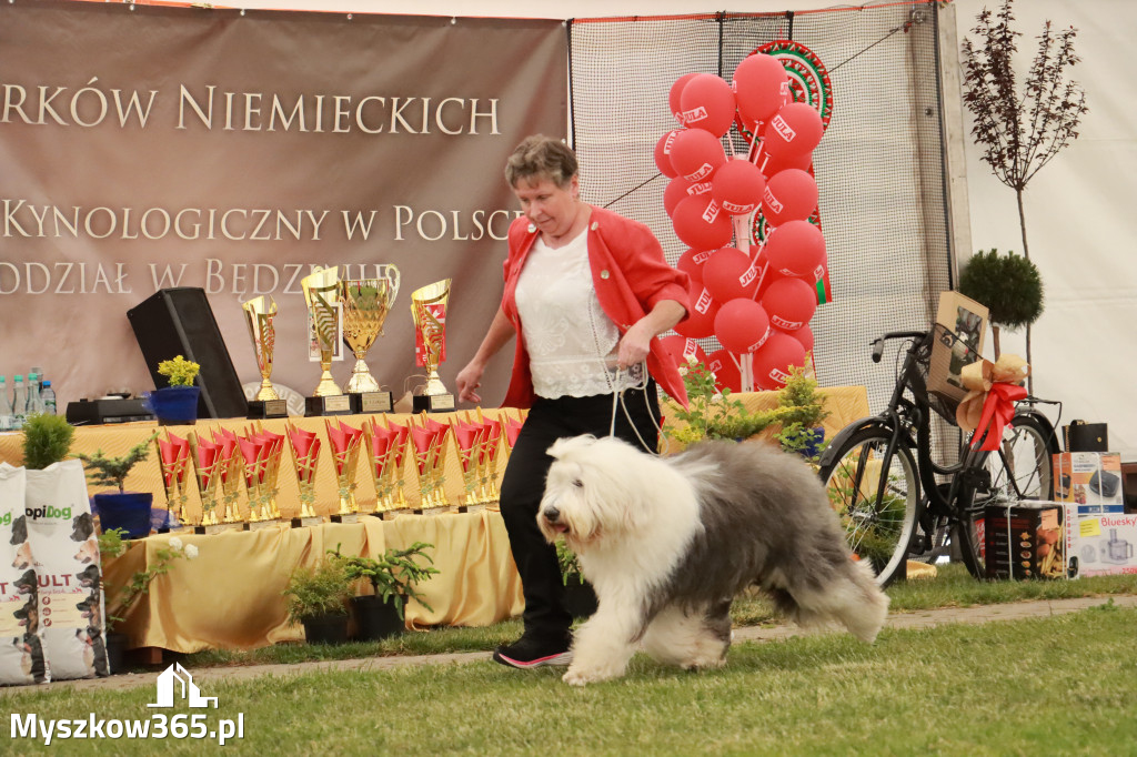 Fotorelacja - Wystawa Psów Rasowych GNIAZDÓW 2024r. NIEDZIELA II