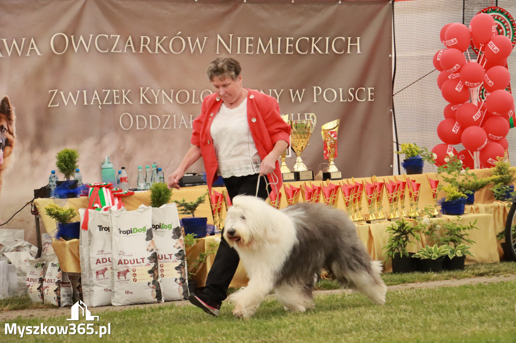 Fotorelacja - Wystawa Psów Rasowych GNIAZDÓW 2024r. NIEDZIELA II