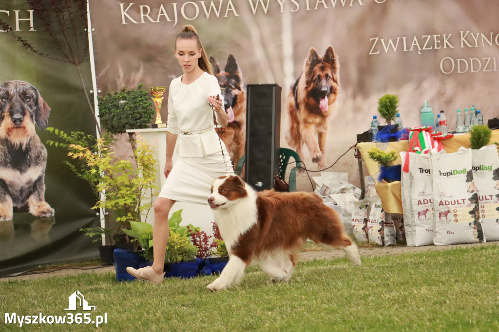 Fotorelacja - Wystawa Psów Rasowych GNIAZDÓW 2024r. NIEDZIELA II