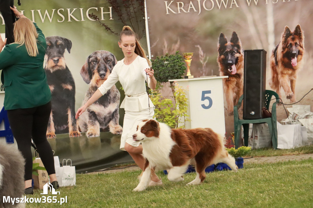 Fotorelacja - Wystawa Psów Rasowych GNIAZDÓW 2024r. NIEDZIELA II