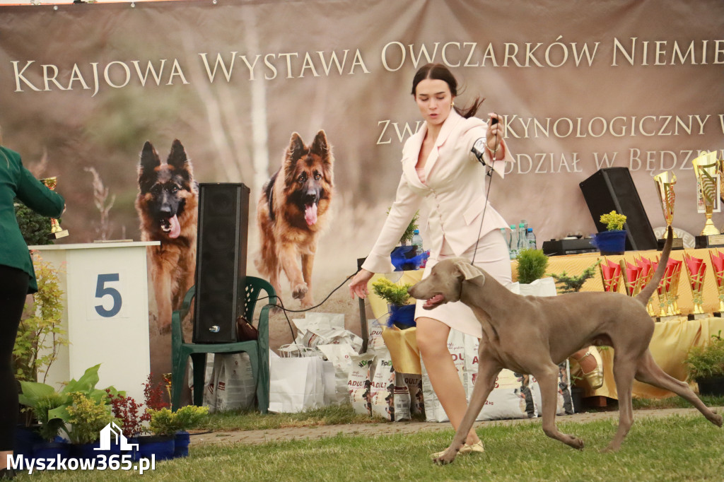 Fotorelacja - Wystawa Psów Rasowych GNIAZDÓW 2024r. NIEDZIELA II