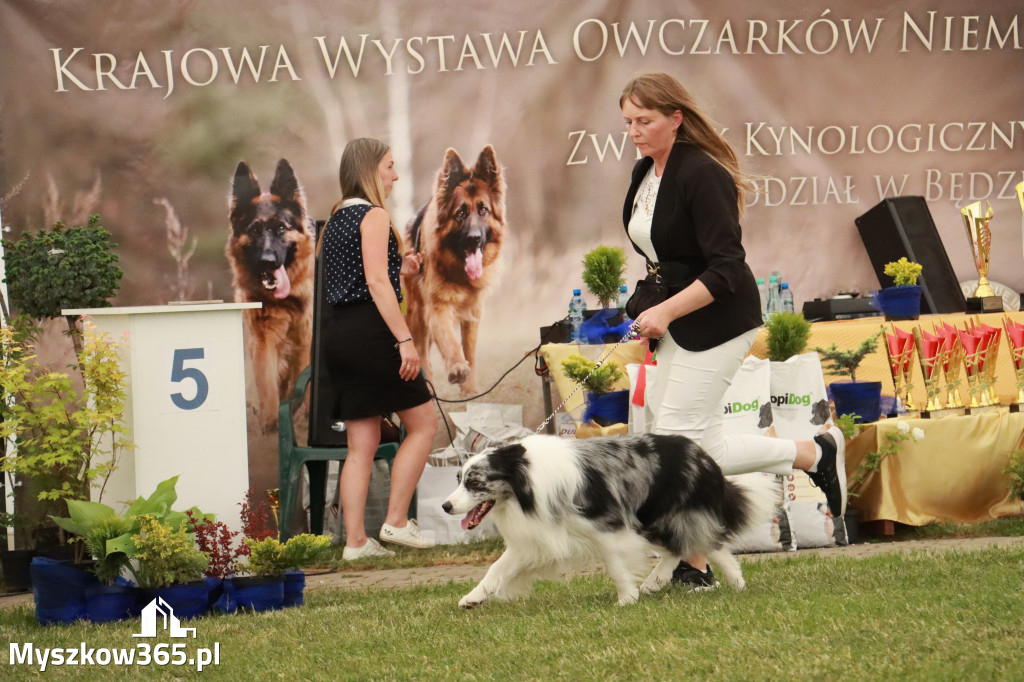 Fotorelacja - Wystawa Psów Rasowych GNIAZDÓW 2024r. NIEDZIELA II