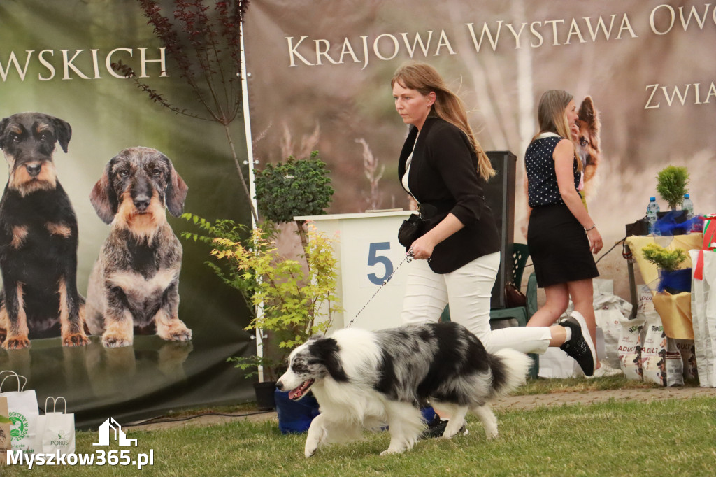 Fotorelacja - Wystawa Psów Rasowych GNIAZDÓW 2024r. NIEDZIELA II