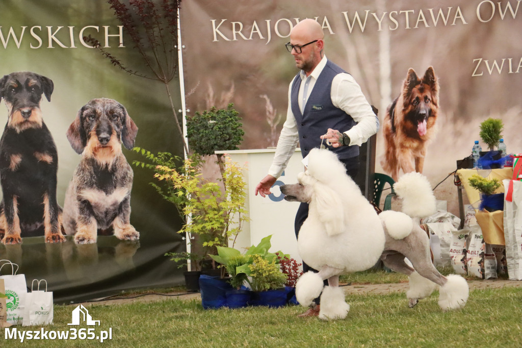 Fotorelacja - Wystawa Psów Rasowych GNIAZDÓW 2024r. NIEDZIELA II