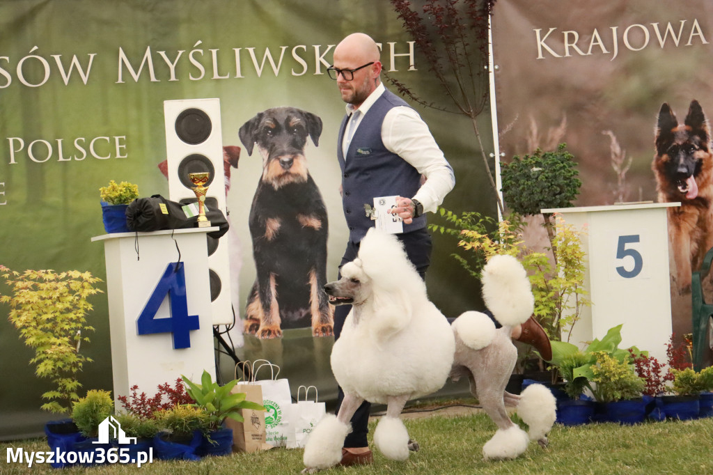Fotorelacja - Wystawa Psów Rasowych GNIAZDÓW 2024r. NIEDZIELA II