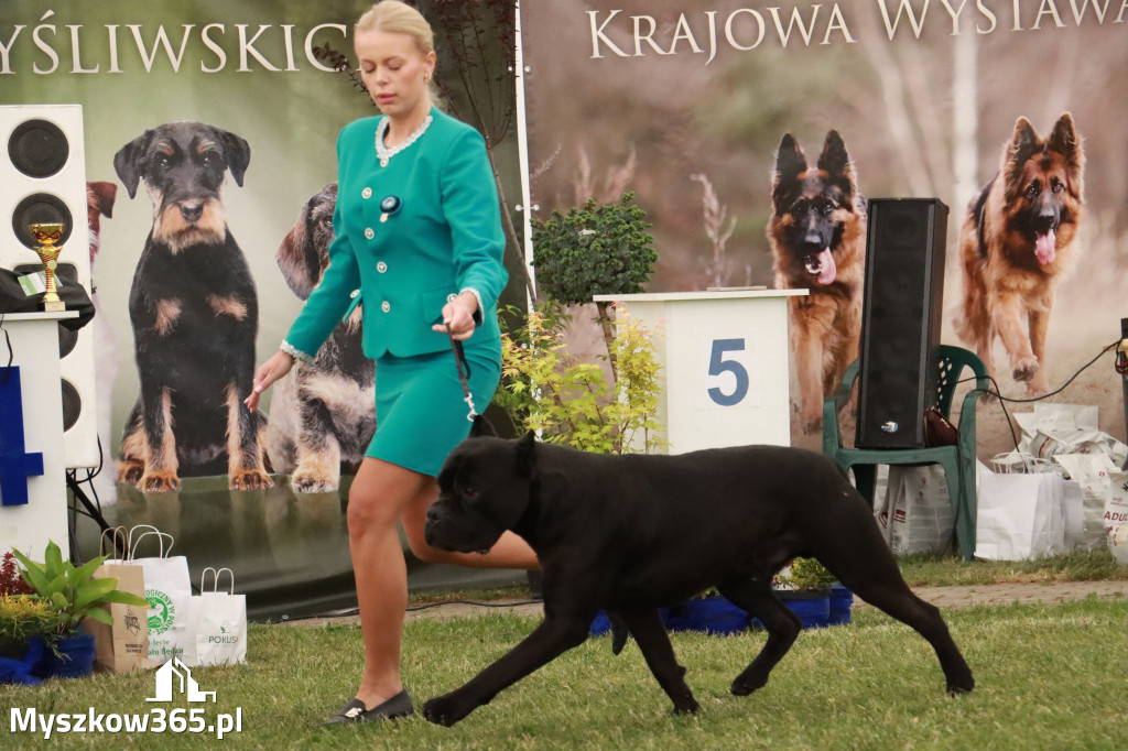 Fotorelacja - Wystawa Psów Rasowych GNIAZDÓW 2024r. NIEDZIELA II