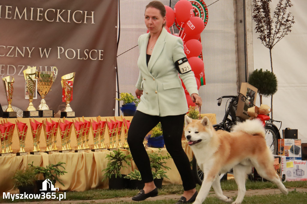 Fotorelacja - Wystawa Psów Rasowych GNIAZDÓW 2024r. NIEDZIELA II