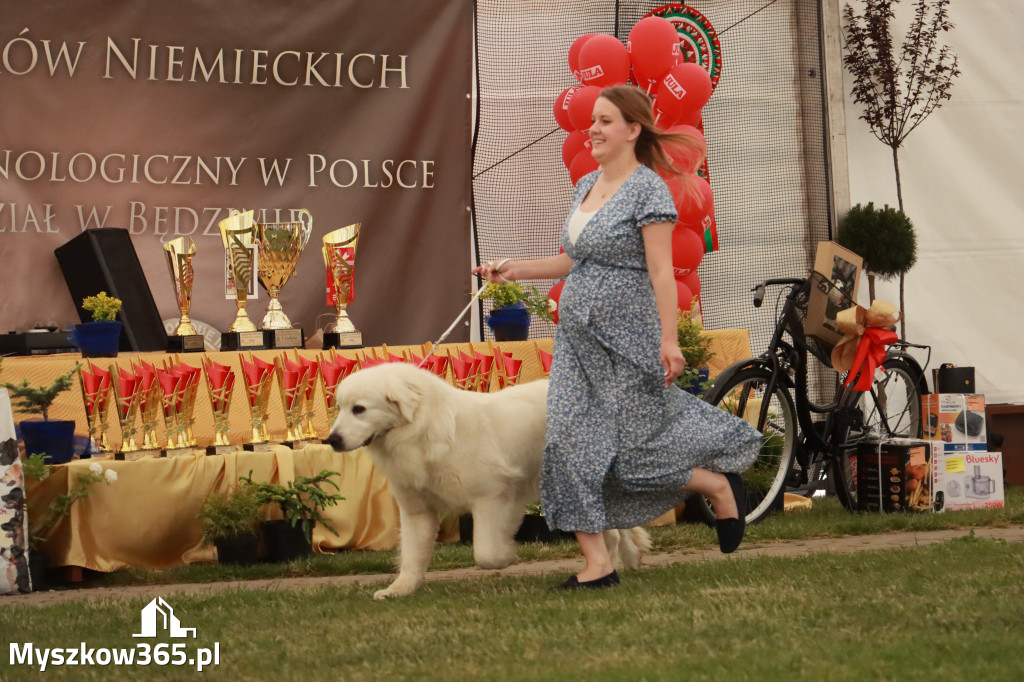 Fotorelacja - Wystawa Psów Rasowych GNIAZDÓW 2024r. NIEDZIELA II