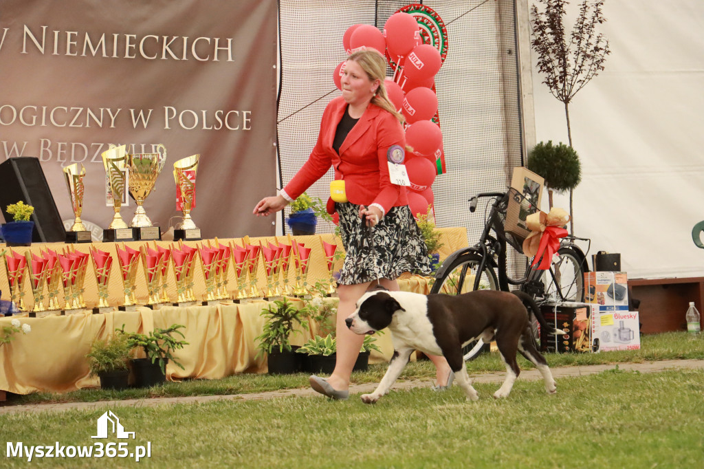 Fotorelacja - Wystawa Psów Rasowych GNIAZDÓW 2024r. NIEDZIELA II
