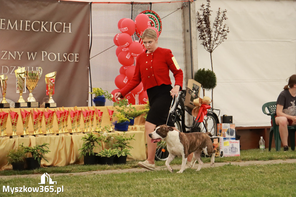 Fotorelacja - Wystawa Psów Rasowych GNIAZDÓW 2024r. NIEDZIELA II