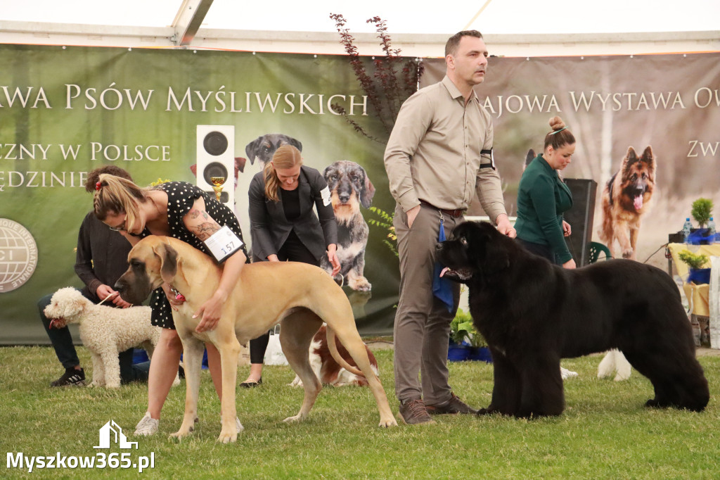 Fotorelacja - Wystawa Psów Rasowych GNIAZDÓW 2024r. NIEDZIELA II