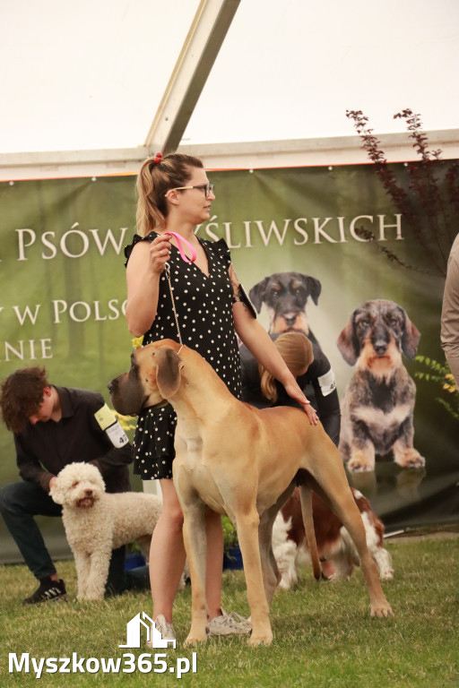 Fotorelacja - Wystawa Psów Rasowych GNIAZDÓW 2024r. NIEDZIELA II