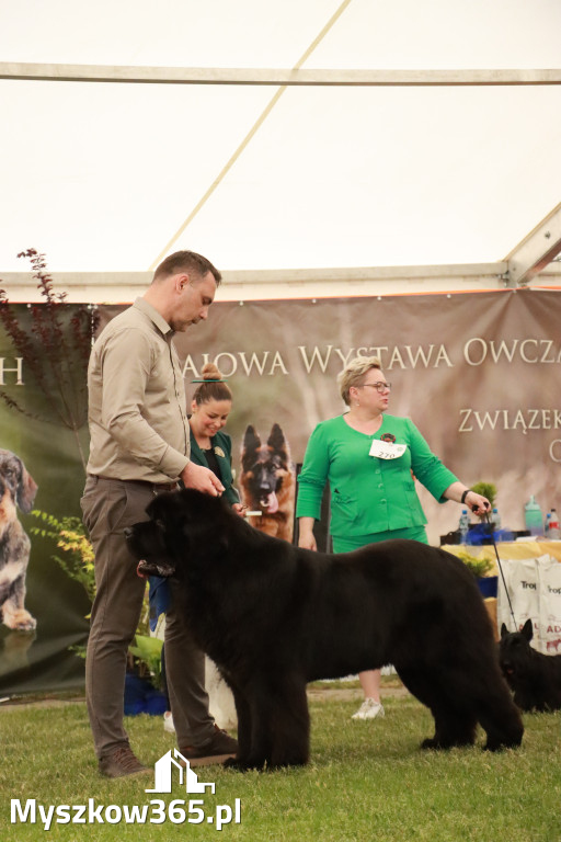 Fotorelacja - Wystawa Psów Rasowych GNIAZDÓW 2024r. NIEDZIELA II