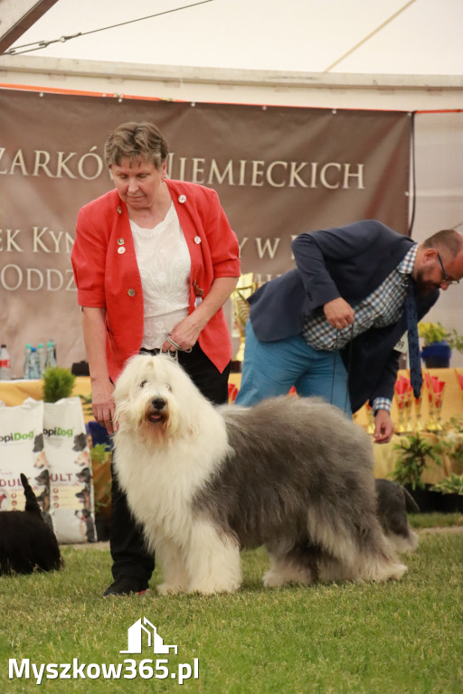 Fotorelacja - Wystawa Psów Rasowych GNIAZDÓW 2024r. NIEDZIELA II