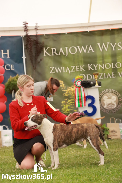 Fotorelacja - Wystawa Psów Rasowych GNIAZDÓW 2024r. NIEDZIELA II