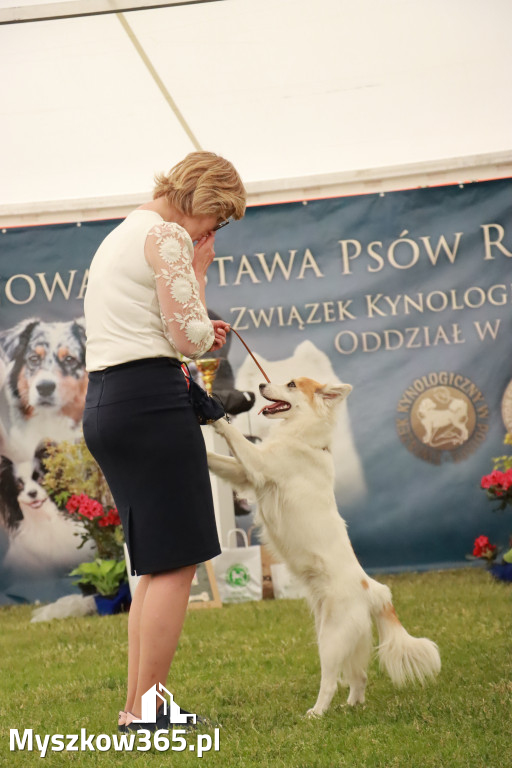 Fotorelacja - Wystawa Psów Rasowych GNIAZDÓW 2024r. NIEDZIELA II