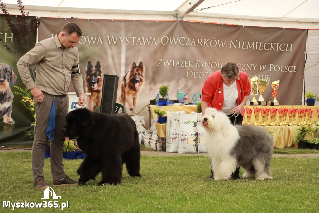 Fotorelacja - Wystawa Psów Rasowych GNIAZDÓW 2024r. NIEDZIELA II