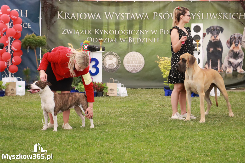 Fotorelacja - Wystawa Psów Rasowych GNIAZDÓW 2024r. NIEDZIELA II