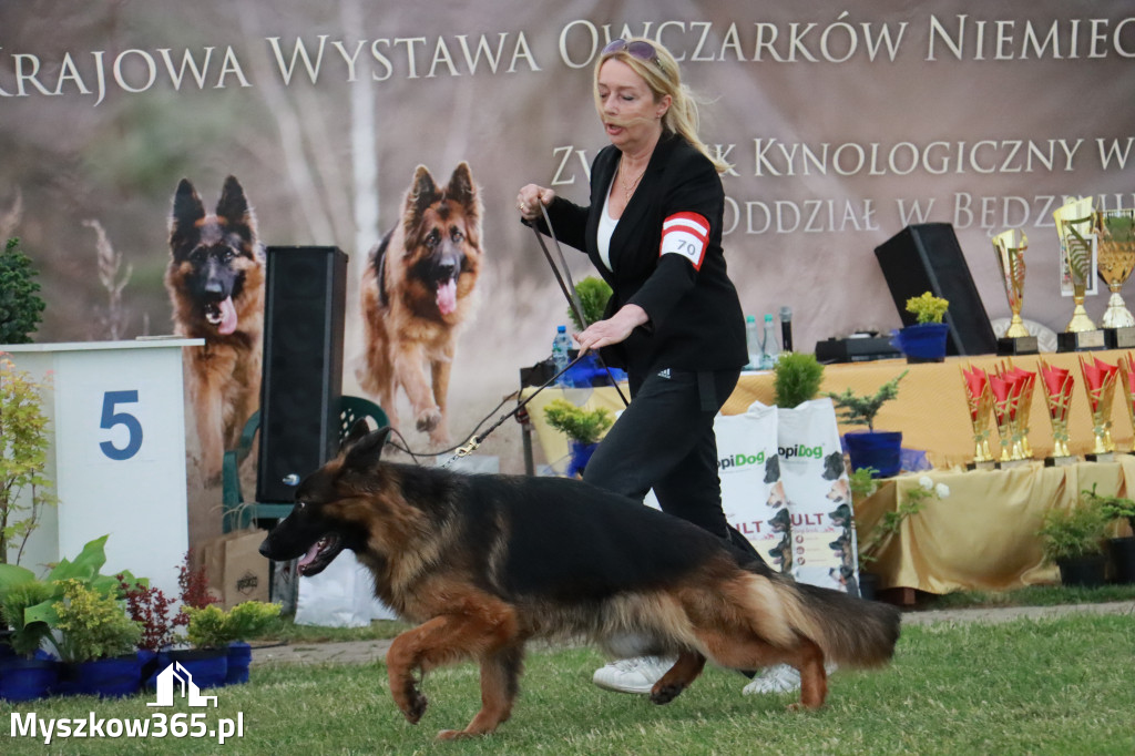 Fotorelacja - Wystawa Psów Rasowych GNIAZDÓW 2024r. NIEDZIELA II
