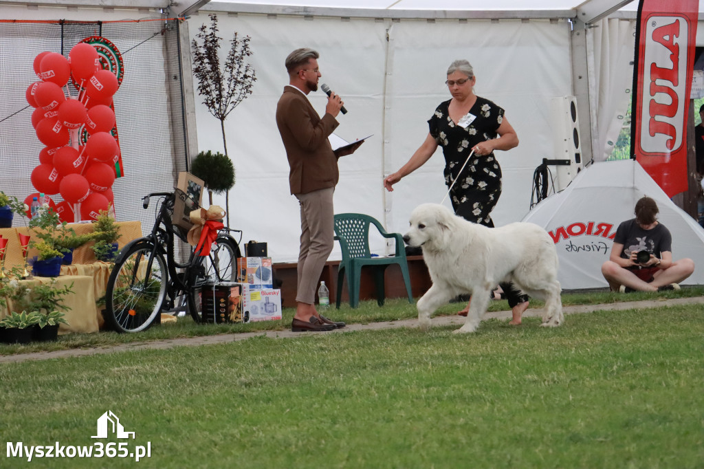 Fotorelacja - Wystawa Psów Rasowych GNIAZDÓW 2024r. NIEDZIELA II