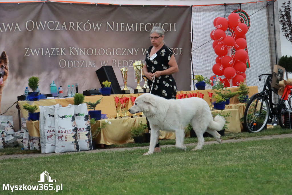 Fotorelacja - Wystawa Psów Rasowych GNIAZDÓW 2024r. NIEDZIELA II